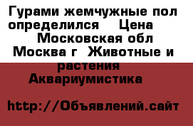 Гурами жемчужные пол определился. › Цена ­ 100 - Московская обл., Москва г. Животные и растения » Аквариумистика   